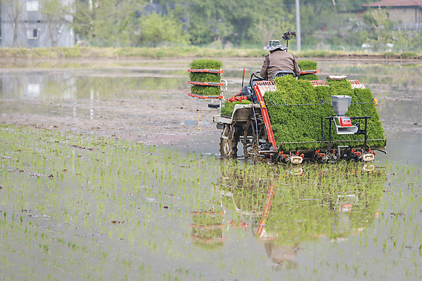 포토 JPG 주간 농업 논 한명 사람 풍경 상반신 야외 뒷모습 농촌 승차 모내기 이앙기 국내포토 여주시 자연요소 1 산업 뷰포인트 모션 시골 농기계 경기도 파일형식