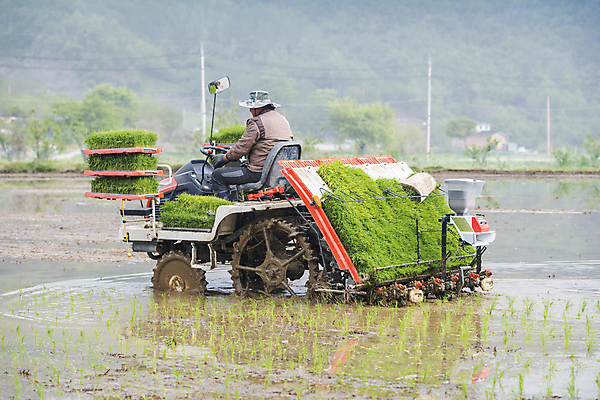 포토 JPG 주간 농업 논 한명 사람 풍경 상반신 야외 뒷모습 농촌 승차 모내기 이앙기 국내포토 여주시 자연요소 1 산업 뷰포인트 모션 시골 농기계 경기도 파일형식