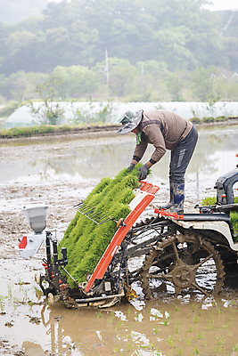 포토 JPG 주간 전신 농업 논 숙이기 한명 사람 풍경 야외 옆모습 농촌 잡기 모내기 이앙기 국내포토 여주시 자연요소 1 산업 뷰포인트 포즈 모션 시골 농기계 경기도 파일형식