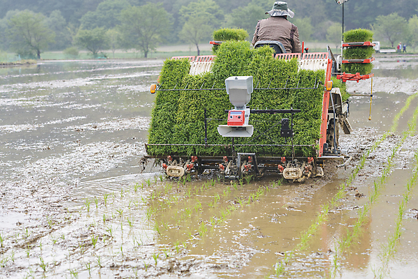 포토 JPG 주간 농업 논 한명 사람 풍경 상반신 야외 뒷모습 농촌 승차 모내기 이앙기 국내포토 여주시 자연요소 1 산업 뷰포인트 모션 시골 농기계 경기도 파일형식