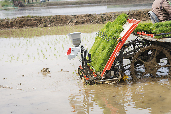 포토 JPG 주간 농업 논 한명 사람 풍경 상반신 야외 옆모습 농촌 모내기 이앙기 국내포토 여주시 자연요소 1 산업 뷰포인트 시골 농기계 경기도 파일형식