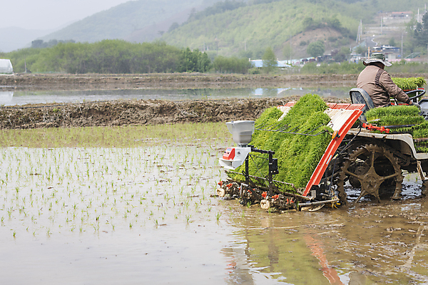 포토 JPG 주간 농업 논 한명 사람 풍경 상반신 야외 뒷모습 농촌 승차 모내기 이앙기 국내포토 여주시 자연요소 1 산업 뷰포인트 모션 시골 농기계 경기도 파일형식