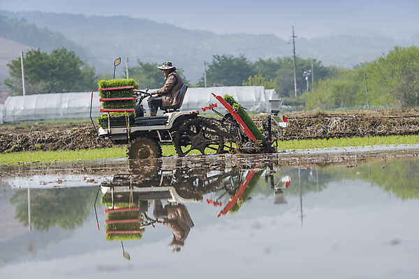 포토 JPG 주간 전신 농업 논 한명 사람 풍경 야외 옆모습 반사 농촌 승차 모내기 이앙기 국내포토 여주시 자연요소 1 산업 뷰포인트 모션 시골 농기계 경기도 파일형식