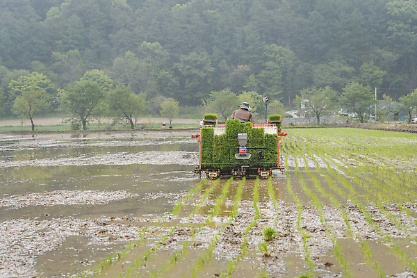 포토 JPG 주간 농업 논 한명 사람 풍경 상반신 야외 뒷모습 농촌 승차 모내기 이앙기 국내포토 여주시 자연요소 1 산업 뷰포인트 모션 시골 농기계 경기도 파일형식
