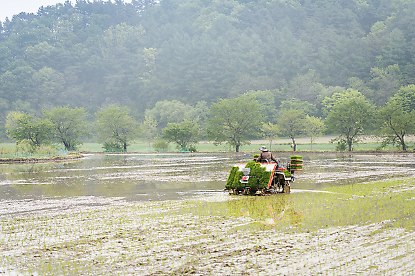 포토 JPG 주간 농업 논 한명 사람 풍경 상반신 야외 뒷모습 농촌 승차 모내기 이앙기 국내포토 여주시 자연요소 1 산업 뷰포인트 모션 시골 농기계 경기도 파일형식