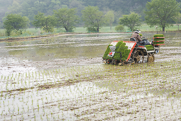포토 JPG 주간 농업 논 한명 사람 풍경 상반신 야외 뒷모습 농촌 승차 모내기 이앙기 국내포토 여주시 자연요소 1 산업 뷰포인트 모션 시골 농기계 경기도 파일형식