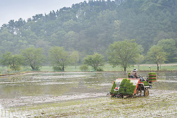 포토 JPG 주간 농업 논 한명 사람 풍경 상반신 야외 뒷모습 농촌 승차 모내기 이앙기 국내포토 여주시 자연요소 1 산업 뷰포인트 모션 시골 농기계 경기도 파일형식