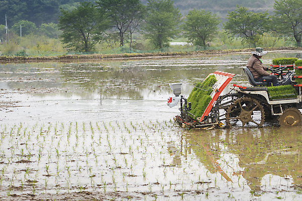 포토 JPG 주간 농업 논 한명 사람 풍경 상반신 야외 옆모습 농촌 승차 모내기 이앙기 국내포토 여주시 자연요소 1 산업 뷰포인트 모션 시골 농기계 경기도 파일형식