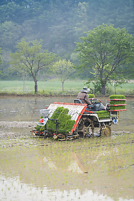 포토 JPG 주간 농업 논 한명 사람 풍경 상반신 야외 뒷모습 농촌 승차 모내기 이앙기 국내포토 여주시 자연요소 1 산업 뷰포인트 모션 시골 농기계 경기도 파일형식