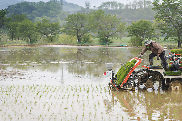 포토 JPG 주간 전신 농업 논 숙이기 사람 풍경 야외 옆모습 농촌 모내기 이앙기 국내포토 여주시 자연요소 산업 뷰포인트 포즈 시골 농기계 경기도 파일형식