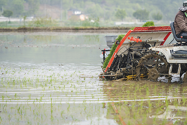 포토 JPG 주간 농업 논 한명 사람 풍경 상반신 야외 옆모습 농촌 승차 모내기 이앙기 국내포토 여주시 자연요소 1 산업 뷰포인트 모션 시골 농기계 경기도 파일형식