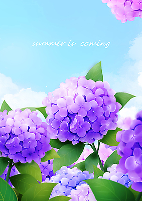 PSD 구름 잎 일러스트 자연 하늘 사람없음 여름 보라색 수국 국내일러스트 자연요소 식물 계절 꽃 컬러 생태계 파일형식