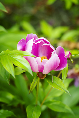 포토 JPG 주간 분홍색 백그라운드 자연 근접촬영 사람없음 야외 아웃포커스 여름풍경 가평 작약 국내포토 자연요소 꽃 뷰포인트 컬러 촬영기법 풍경 생태계 경기도 파일형식 여름_계절