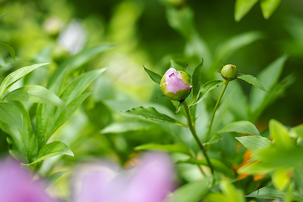 포토 JPG 주간 백그라운드 자연 사람없음 야외 아웃포커스 초록색 여름풍경 소프트포커스 꽃봉오리 가평 작약 국내포토 자연요소 꽃 컬러 촬영기법 풍경 생태계 경기도 파일형식 여름_계절