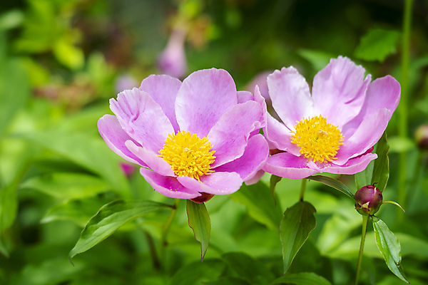 포토 JPG 주간 분홍색 백그라운드 자연 근접촬영 사람없음 야외 아웃포커스 여름풍경 가평 작약 국내포토 자연요소 꽃 뷰포인트 컬러 촬영기법 풍경 생태계 경기도 파일형식 여름_계절