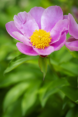 포토 JPG 주간 분홍색 백그라운드 자연 근접촬영 사람없음 야외 아웃포커스 여름풍경 소프트포커스 가평 작약 국내포토 자연요소 꽃 뷰포인트 컬러 촬영기법 풍경 생태계 경기도 파일형식 여름_계절