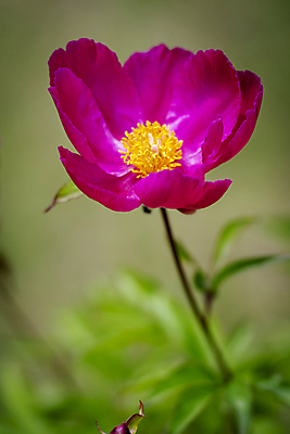 포토 JPG 주간 백그라운드 자연 근접촬영 사람없음 야외 아웃포커스 여름풍경 자주색 가평 작약 국내포토 자연요소 꽃 뷰포인트 컬러 촬영기법 풍경 생태계 경기도 파일형식 여름_계절