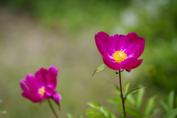 포토 JPG 주간 백그라운드 자연 근접촬영 사람없음 야외 아웃포커스 여름풍경 자주색 가평 작약 국내포토 자연요소 꽃 뷰포인트 컬러 촬영기법 풍경 생태계 경기도 파일형식 여름_계절