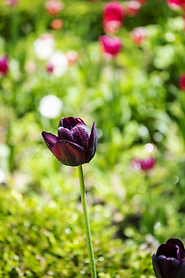 포토 JPG 주간 백그라운드 자연 근접촬영 사람없음 야외 아웃포커스 여름풍경 튤립 자주색 가평 국내포토 자연요소 꽃 뷰포인트 컬러 촬영기법 풍경 생태계 경기도 파일형식 여름_계절