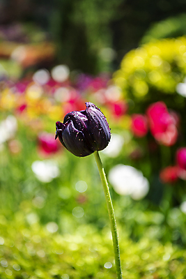 포토 JPG 주간 백그라운드 자연 근접촬영 사람없음 야외 아웃포커스 여름풍경 튤립 자주색 가평 국내포토 자연요소 꽃 뷰포인트 컬러 촬영기법 풍경 생태계 경기도 파일형식 여름_계절