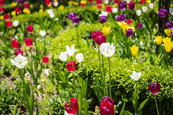 포토 JPG 주간 백그라운드 꽃밭 자연 사람없음 야외 컬러풀 여름풍경 튤립 가평 국내포토 자연요소 꽃 컬러 풍경 생태계 경기도 파일형식 여름_계절