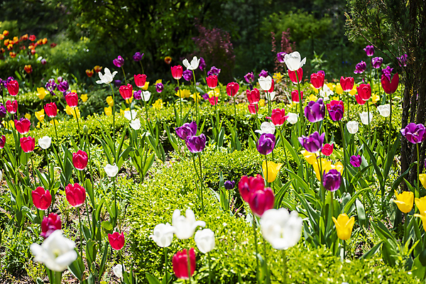 포토 JPG 주간 백그라운드 꽃밭 자연 사람없음 야외 컬러풀 여름풍경 튤립 가평 국내포토 자연요소 꽃 컬러 풍경 생태계 경기도 파일형식 여름_계절