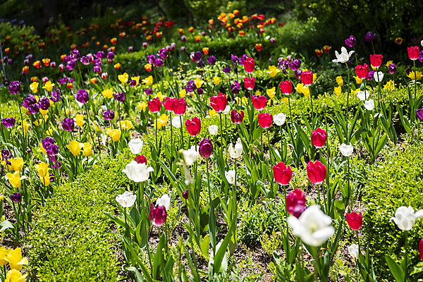 포토 JPG 주간 백그라운드 꽃밭 자연 사람없음 야외 컬러풀 여름풍경 튤립 가평 국내포토 자연요소 꽃 컬러 풍경 생태계 경기도 파일형식 여름_계절