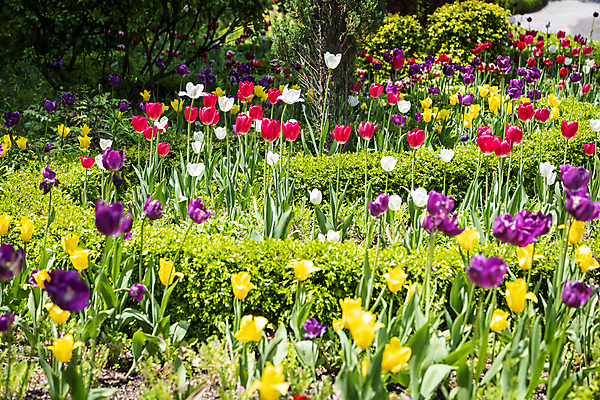 포토 JPG 주간 백그라운드 꽃밭 자연 사람없음 야외 컬러풀 여름풍경 튤립 가평 국내포토 자연요소 꽃 컬러 풍경 생태계 경기도 파일형식 여름_계절