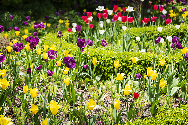 포토 JPG 백그라운드 꽃밭 자연 사람없음 야외 컬러풀 여름풍경 튤립 가평 국내포토 꽃 컬러 풍경 생태계 경기도 파일형식 여름_계절