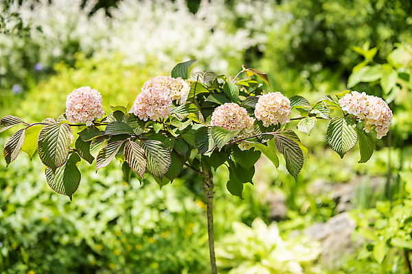 포토 JPG 주간 백그라운드 자연 사람없음 야외 아웃포커스 여름풍경 수국 가평 국내포토 자연요소 꽃 촬영기법 풍경 생태계 경기도 파일형식 여름_계절