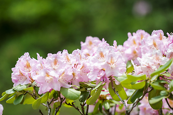 포토 JPG 주간 분홍색 백그라운드 자연 사람없음 야외 아웃포커스 여름풍경 가평 국내포토 자연요소 컬러 촬영기법 풍경 생태계 경기도 파일형식 여름_계절