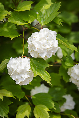 포토 JPG 주간 백그라운드 자연 근접촬영 사람없음 야외 여름풍경 흰색 수국 가평 국내포토 자연요소 꽃 뷰포인트 컬러 풍경 생태계 경기도 파일형식 여름_계절