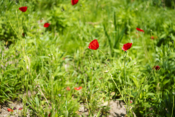 포토 JPG 주간 백그라운드 자연 사람없음 야외 여름풍경 양귀비 가평 국내포토 자연요소 꽃 풍경 생태계 경기도 파일형식 여름_계절