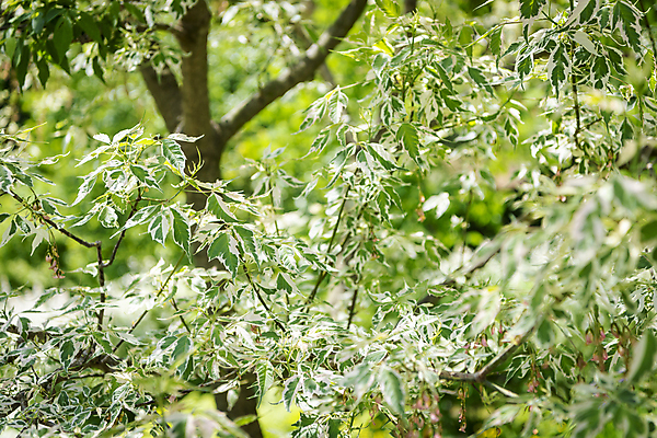 포토 JPG 주간 나무 백그라운드 자연 사람없음 야외 초록색 여름풍경 가평 국내포토 자연요소 식물 컬러 풍경 생태계 경기도 파일형식 여름_계절