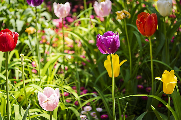 포토 JPG 주간 백그라운드 꽃밭 자연 사람없음 야외 컬러풀 여름풍경 튤립 가평 국내포토 자연요소 꽃 컬러 풍경 생태계 경기도 파일형식 여름_계절