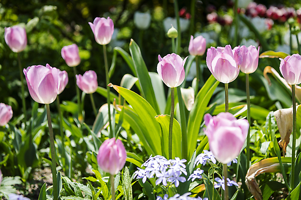 포토 JPG 주간 분홍색 백그라운드 자연 사람없음 야외 여름풍경 튤립 가평 국내포토 자연요소 꽃 컬러 풍경 생태계 경기도 파일형식 여름_계절