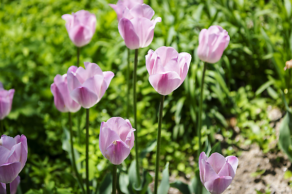 포토 JPG 주간 분홍색 백그라운드 자연 사람없음 야외 여름풍경 튤립 가평 국내포토 자연요소 꽃 컬러 풍경 생태계 경기도 파일형식 여름_계절