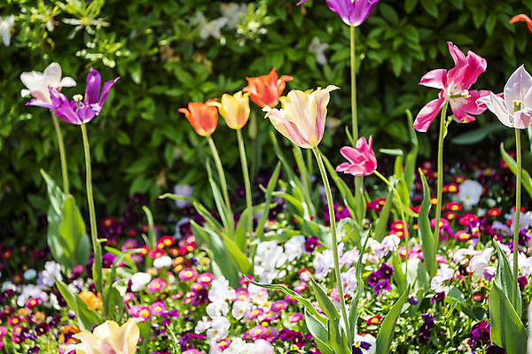 포토 JPG 주간 백그라운드 꽃밭 자연 사람없음 야외 컬러풀 여름풍경 튤립 가평 국내포토 자연요소 꽃 컬러 풍경 생태계 경기도 파일형식 여름_계절