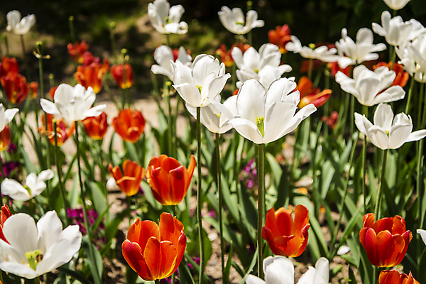 포토 JPG 주간 백그라운드 꽃밭 자연 사람없음 야외 여름풍경 튤립 가평 국내포토 자연요소 꽃 풍경 생태계 경기도 파일형식 여름_계절