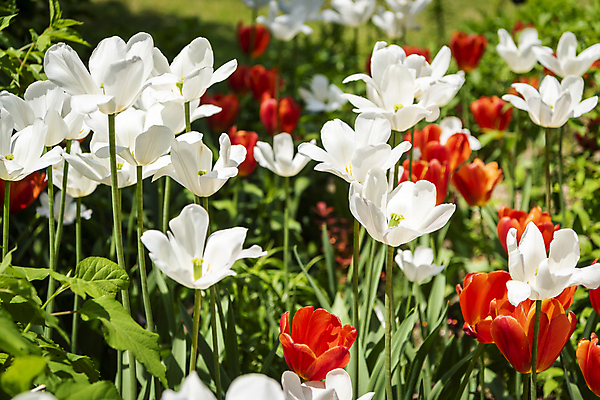 포토 JPG 주간 백그라운드 꽃밭 자연 사람없음 야외 여름풍경 튤립 가평 국내포토 자연요소 꽃 풍경 생태계 경기도 파일형식 여름_계절