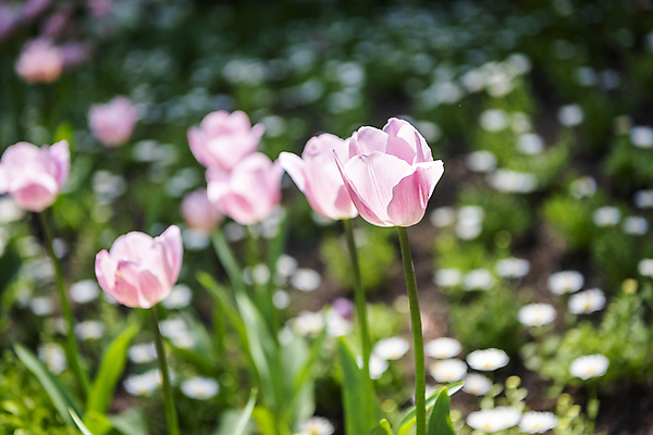 포토 JPG 주간 분홍색 백그라운드 자연 사람없음 야외 아웃포커스 여름풍경 튤립 가평 국내포토 자연요소 꽃 컬러 촬영기법 풍경 생태계 경기도 파일형식 여름_계절