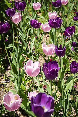 포토 JPG 주간 분홍색 백그라운드 꽃밭 자연 사람없음 야외 보라색 여름풍경 튤립 가평 국내포토 자연요소 꽃 컬러 풍경 생태계 경기도 파일형식 여름_계절