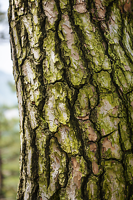 포토 JPG 주간 백그라운드 자연 근접촬영 사람없음 야외 아웃포커스 여름풍경 소나무 나무껍질 가평 국내포토 자연요소 나무 뷰포인트 촬영기법 풍경 껍질 생태계 경기도 파일형식 여름_계절