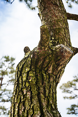 포토 JPG 주간 백그라운드 자연 사람없음 야외 여름풍경 소나무 가평 국내포토 자연요소 나무 풍경 생태계 경기도 파일형식 여름_계절