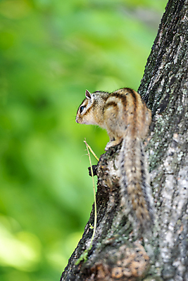 포토 JPG 주간 나무 백그라운드 자연 사람없음 야외 아웃포커스 여름풍경 다람쥐 가평 국내포토 자연요소 식물 촬영기법 풍경 설치류 생태계 경기도 파일형식 여름_계절