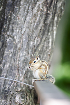 포토 JPG 주간 나무 백그라운드 자연 사람없음 야외 아웃포커스 여름풍경 소프트포커스 다람쥐 가평 국내포토 자연요소 식물 촬영기법 풍경 설치류 생태계 경기도 파일형식 여름_계절
