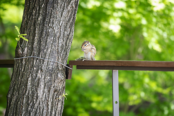 포토 JPG 주간 나무 백그라운드 자연 사람없음 야외 아웃포커스 연두색 여름풍경 다람쥐 가평 국내포토 자연요소 식물 촬영기법 풍경 초록색 설치류 생태계 경기도 파일형식 여름_계절