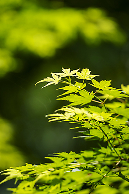 포토 JPG 주간 백그라운드 단풍 자연 사람없음 야외 아웃포커스 연두색 여름풍경 가평 국내포토 자연요소 잎 촬영기법 풍경 초록색 생태계 경기도 파일형식 여름_계절