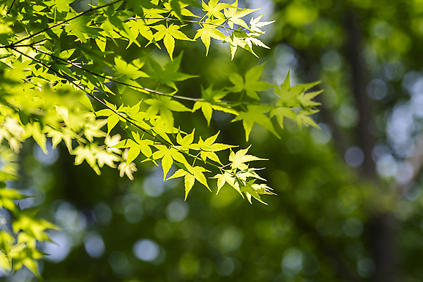 포토 JPG 주간 백그라운드 단풍 자연 사람없음 야외 아웃포커스 연두색 여름풍경 가평 국내포토 자연요소 잎 촬영기법 풍경 초록색 생태계 경기도 파일형식 여름_계절