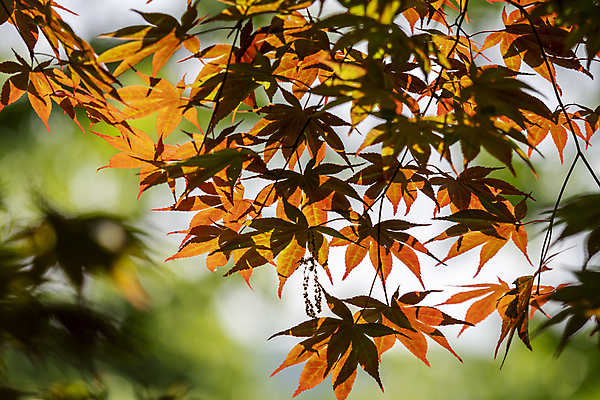 포토 JPG 주간 백그라운드 단풍 자연 근접촬영 사람없음 야외 아웃포커스 주황색 여름풍경 가평 국내포토 자연요소 뷰포인트 컬러 잎 촬영기법 풍경 생태계 경기도 파일형식 여름_계절